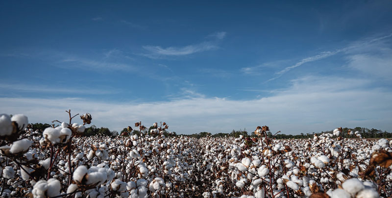 U.S. Cotton Is A Natural Fit When Moving Away From Synthetics
