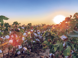 CottonUSA_SunriseCottonFieldBole