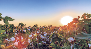 CottonUSA_SunriseCottonFieldBole