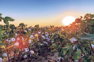 CottonUSA_SunriseCottonFieldBole